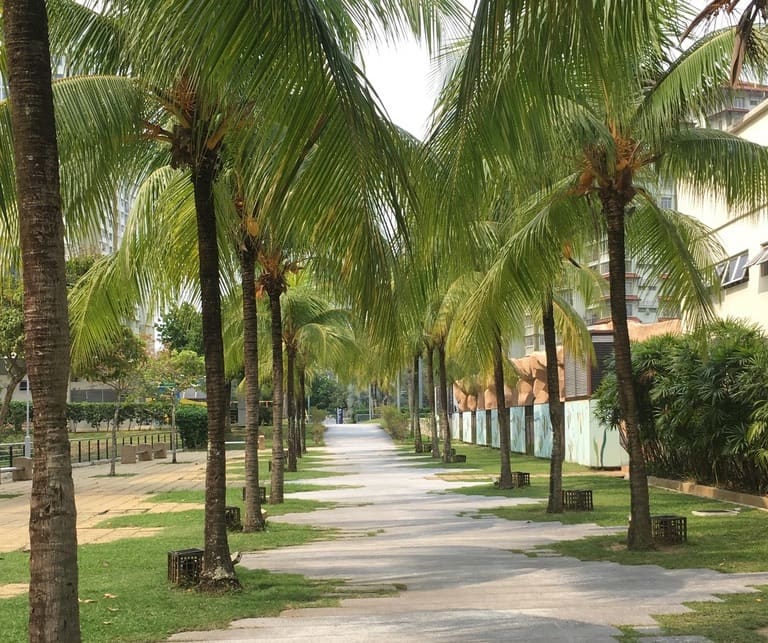 Palmen Malaysien